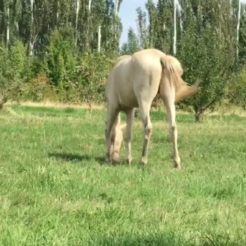 My horse is in a good mood today.