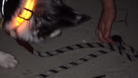Black and white dog scared by baby sea turtle on beach