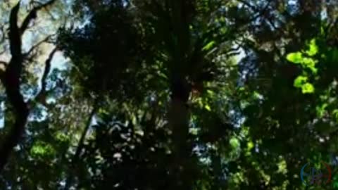A video of the picturesque nature in high quality