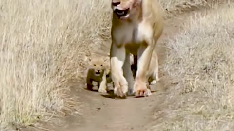 Cute baby lion cub