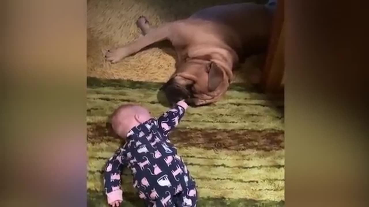 FUNNY BABY VIDEOS - TRY NOT TO LAUGH