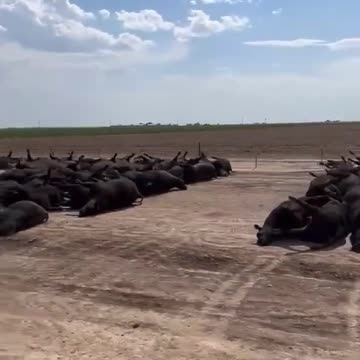Thousands of cows die in Kansas