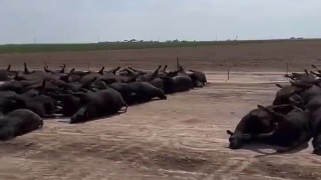 Thousands of cows die in Kansas