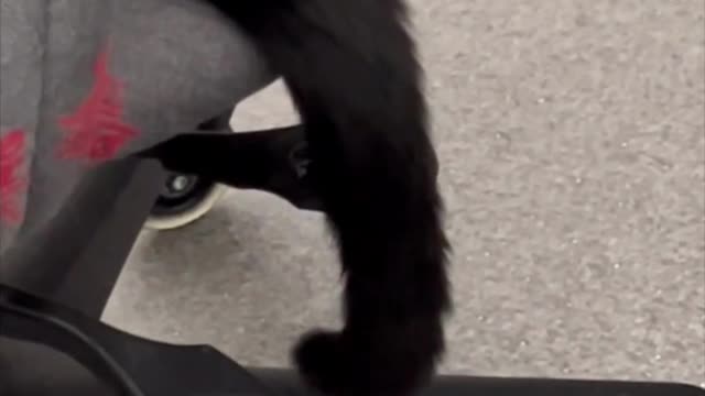 Adopting a Cat from a Shelter Vlog - Even Precious Piper's Tail is Cute #shorts