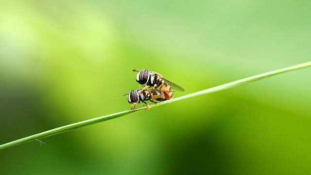 AMAZING NATURE VIDEO // MACRO VIDEO