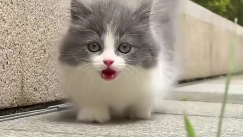 Best New animal funny video 😺😃😃😃😺