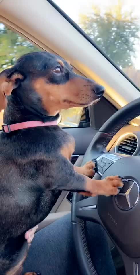 Eyes on the road Jazzy