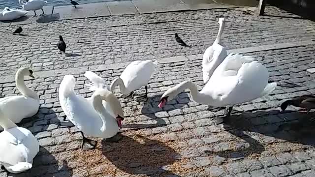 Swan Attacks Your Friends - Lake Zurich