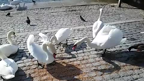 Swan Attacks Your Friends - Lake Zurich