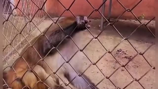 Funny video