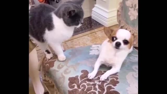 Best Funny Animals Video 2022 - Newest Cats😹 and Dogs🐶 Videos of the Week! #62