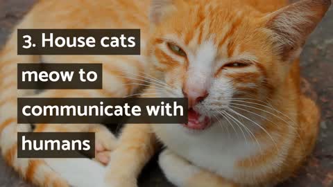 12 interesting facts about cats