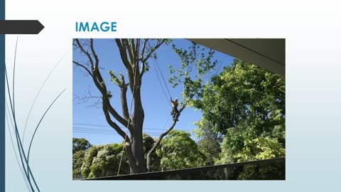 Best Arborist in Eden Park