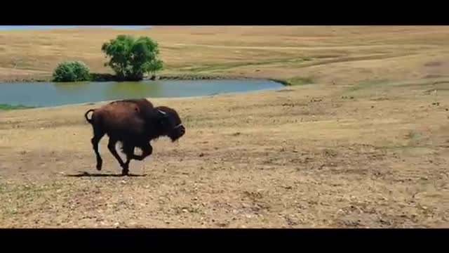 Farmer Plays Tag With Adorable Baby Buffalo👏🏽