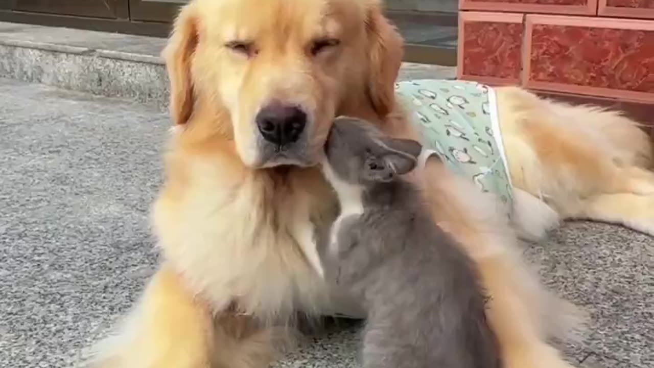 Kitty massage..🐕🐾🐈😍