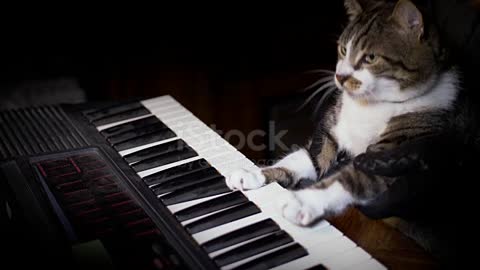 funny cat playing piano