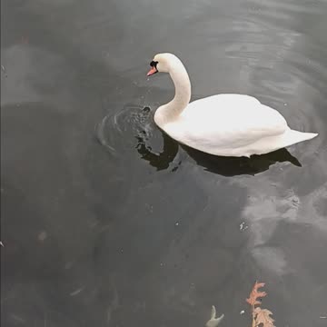 Swan kissena lake
