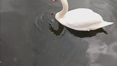 Swan kissena lake