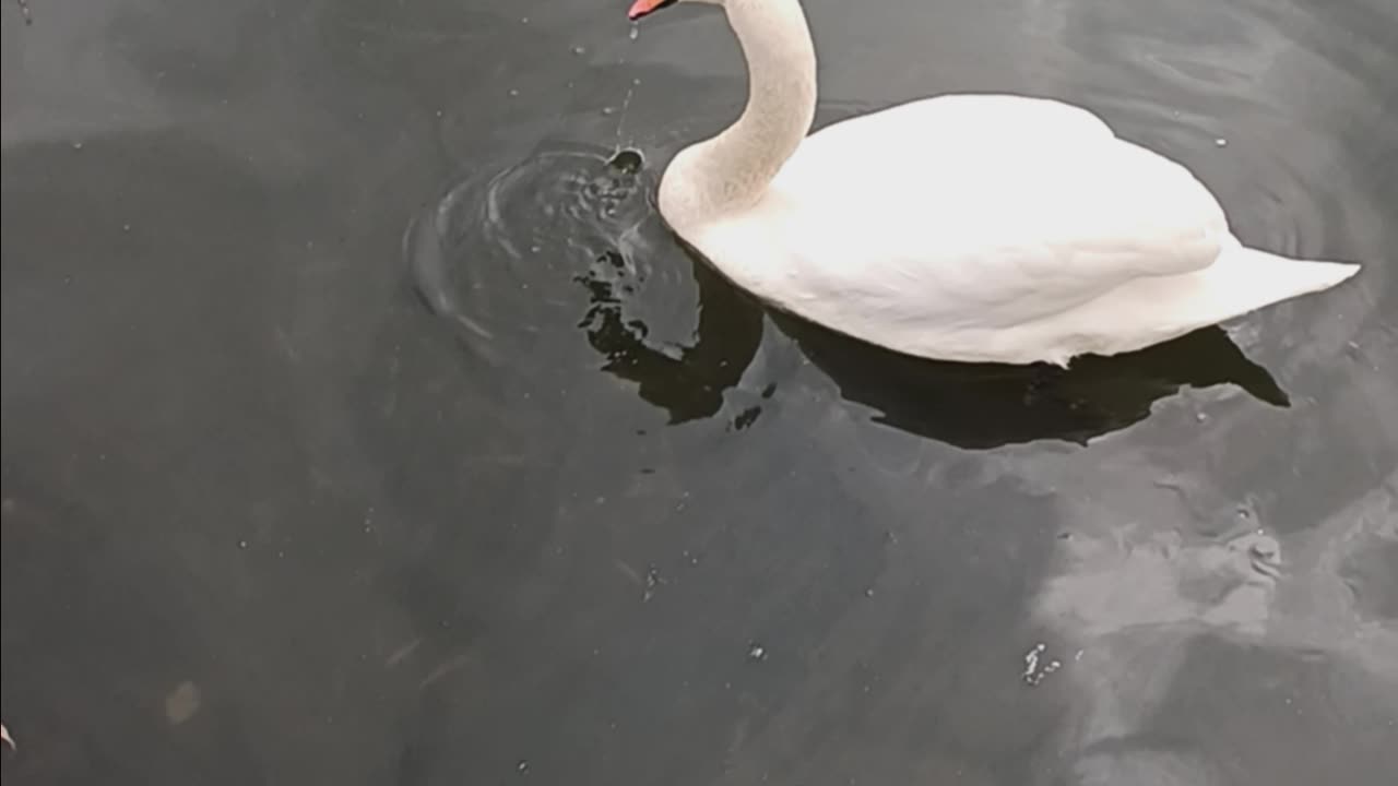 Swan kissena lake