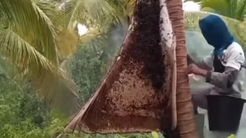 Amazing Video of honey bee on a big tree