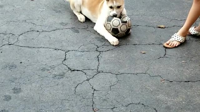 Puppy plays soccer and cheet's at the end