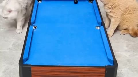 Funny Video | two play | lovely cat