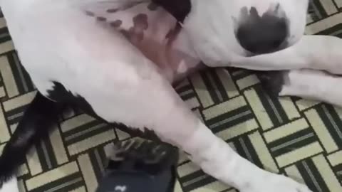 Funny dog