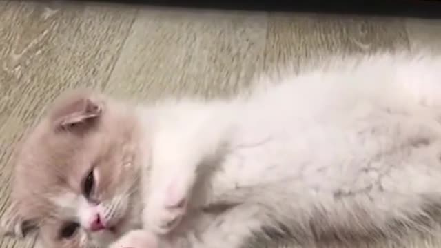 cat fun5