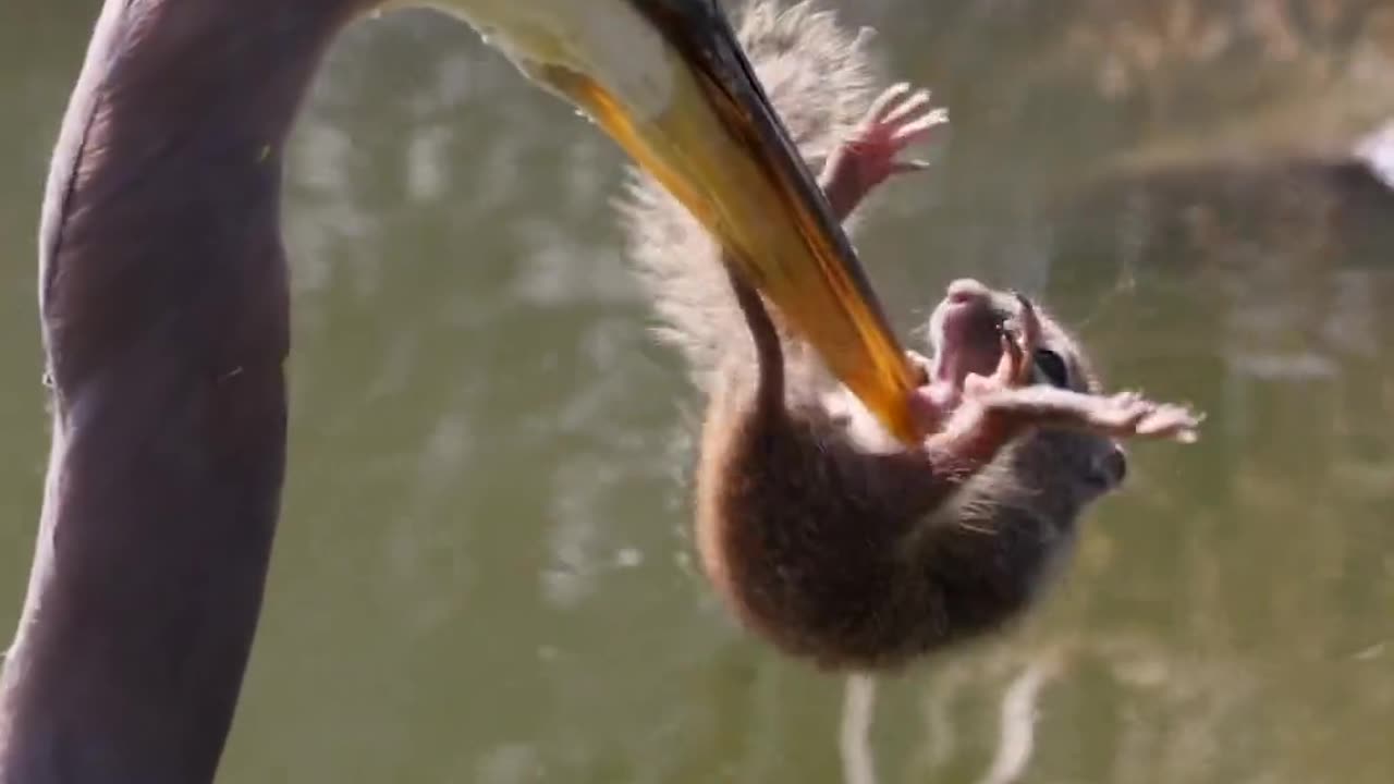 Heron vs. Squirrel: A Surprising Snack! 🦢🐿️😯