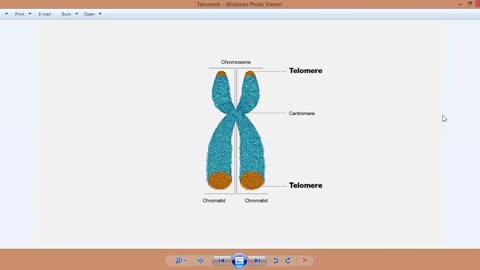 A BRIEF introduction into Telomeres