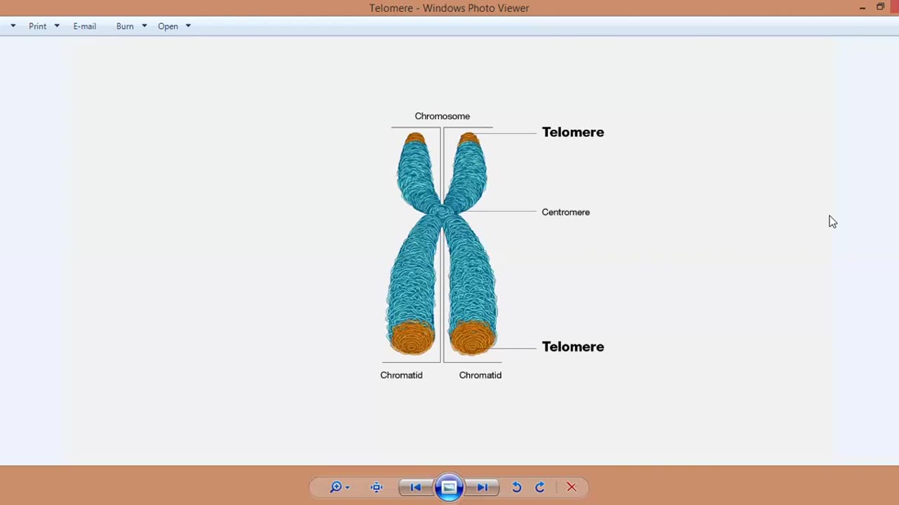 A BRIEF introduction into Telomeres