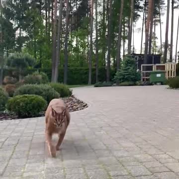 Pumba running