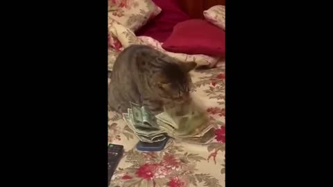 Funny video