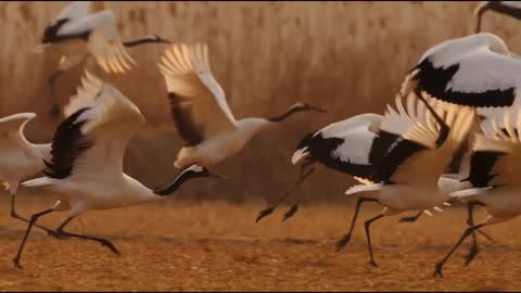 Beauty of nature wild life amazone