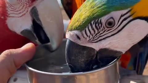 Colourful parrot🤩🤩🤩