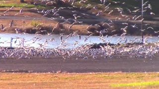 Hundreds Of Birds In Parking Lot Are Not Afraid Of Human