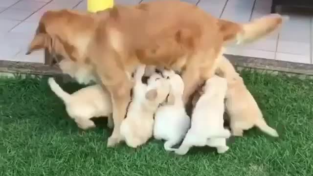 Busy mom trying to handling her cute puppies