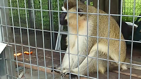Ahhhh, Monkey's