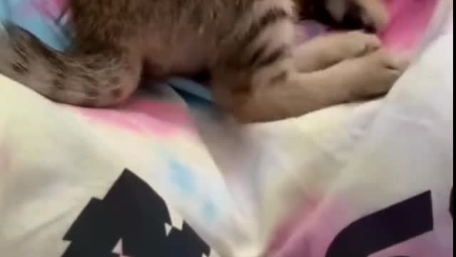 No one is cute than this sweety cat playing