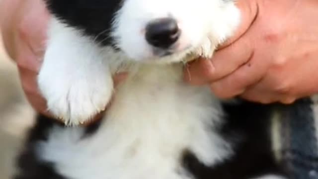 Do you really love puppies or does every puppy want to be patted on the head