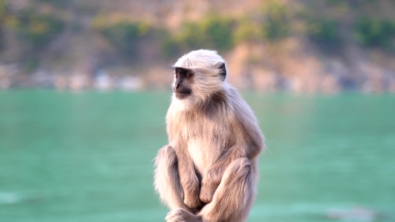 Monkey in the Water