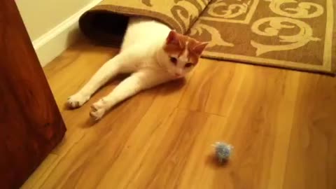 Cat playing