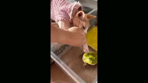 😻😻Funny😻😻Cats🤣🤣Videos