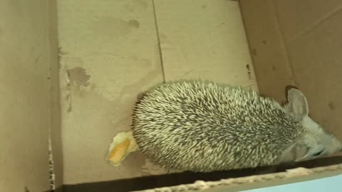 Hedgehog