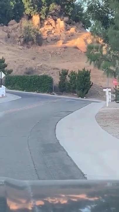 WildCat vs Snake battle