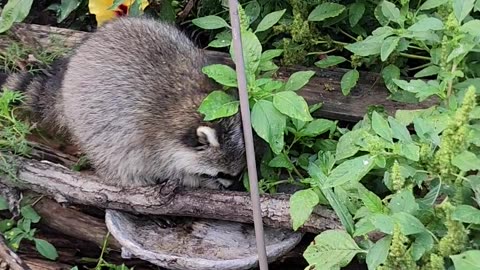 Mischievous Raccoon Takes From Bird Feeder