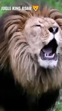King Powerfull Roar 🦁#shorts #short #shortsfeed #youtubeshorts #viral #youtube #animals