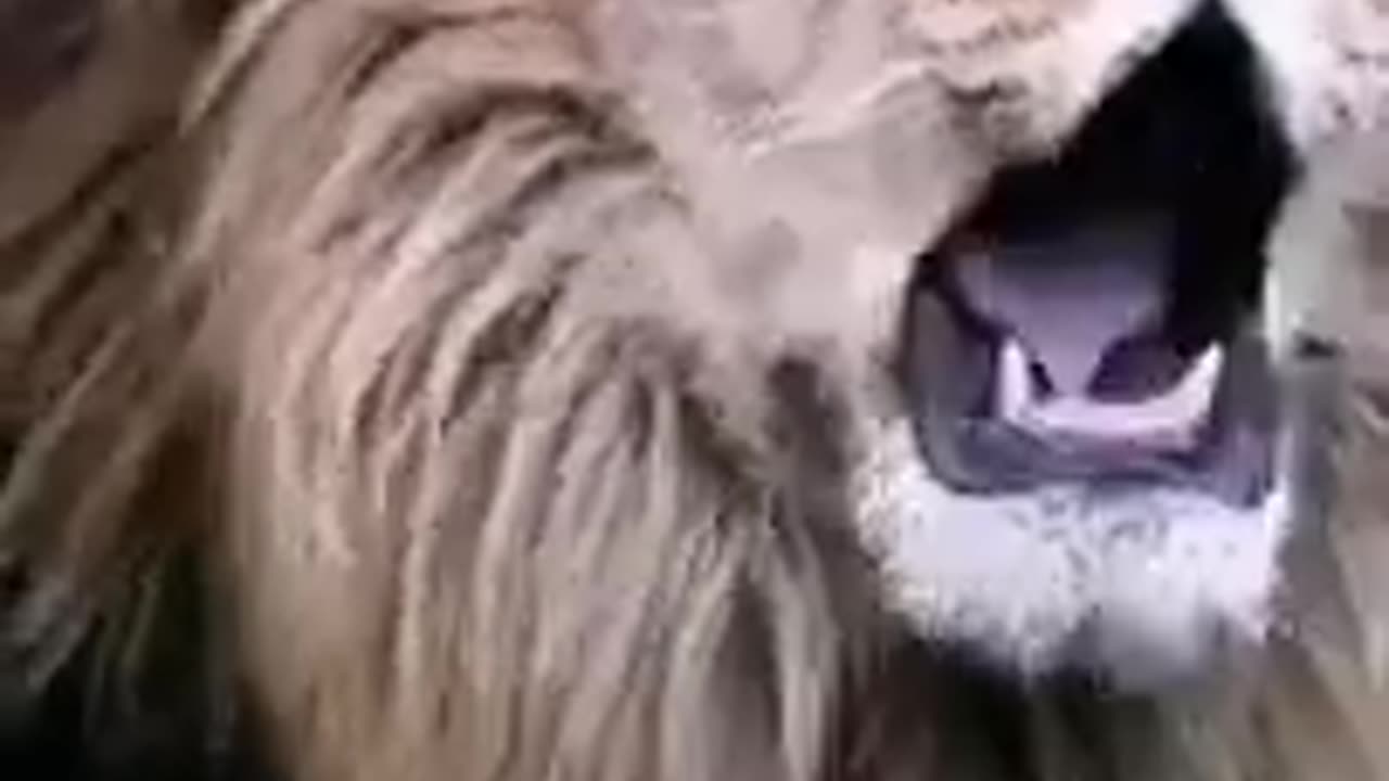 King Powerfull Roar 🦁#shorts #short #shortsfeed #youtubeshorts #viral #youtube #animals