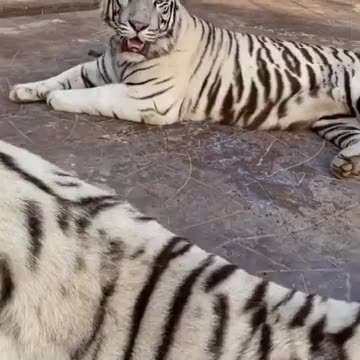 white tiger with UAE lion king feeding milk at wildlife park rak