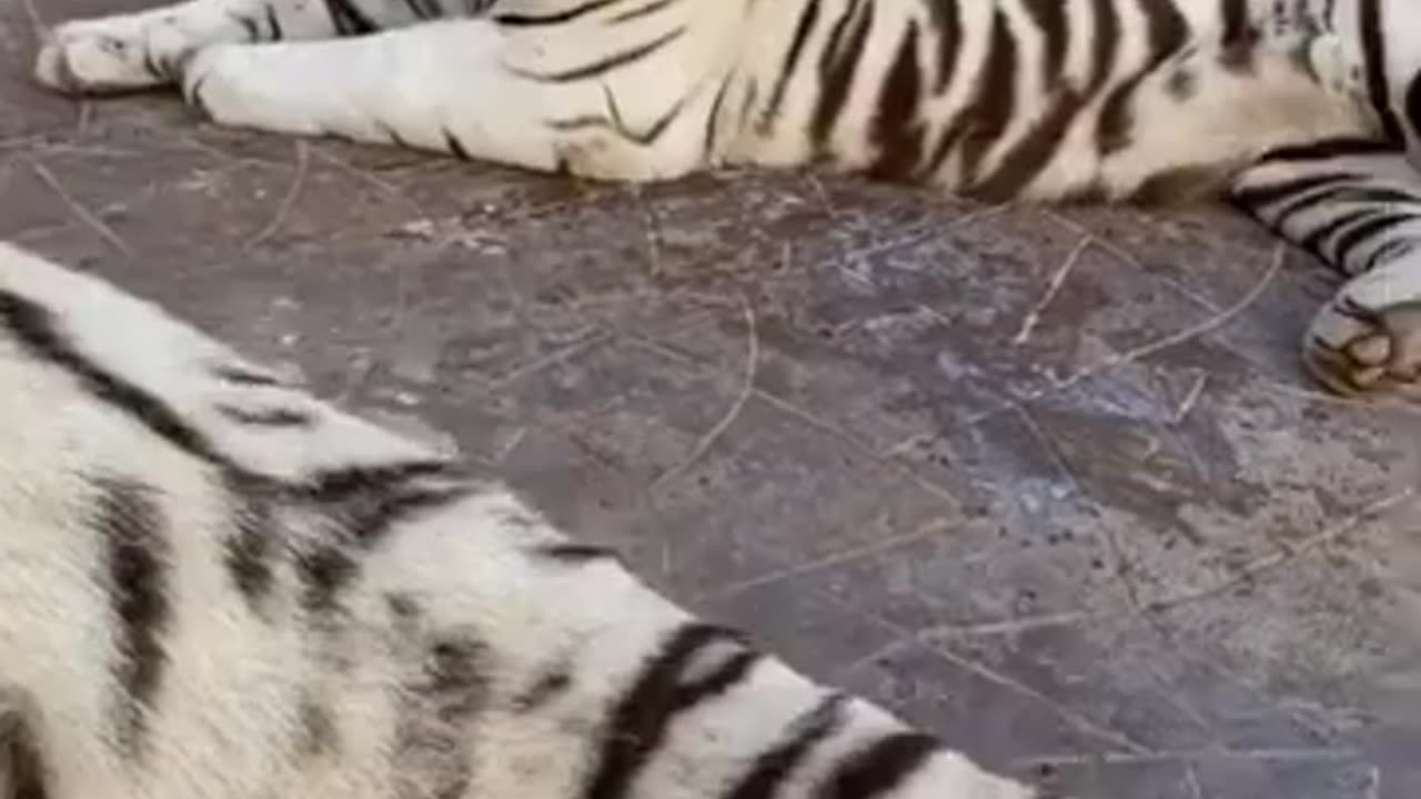 white tiger with UAE lion king feeding milk at wildlife park rak